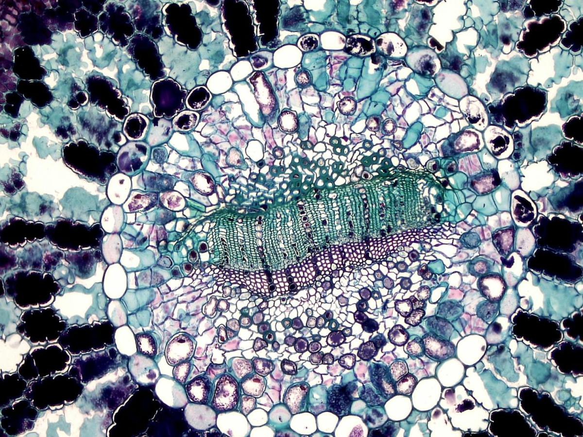 Stuck in the Old Ways? You Might Be Looping at a Cellular&nbsp;Level